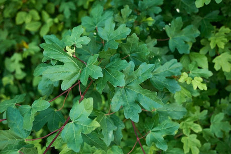 10 Field Maple (Acer campestre) Seeds - JC Nursery