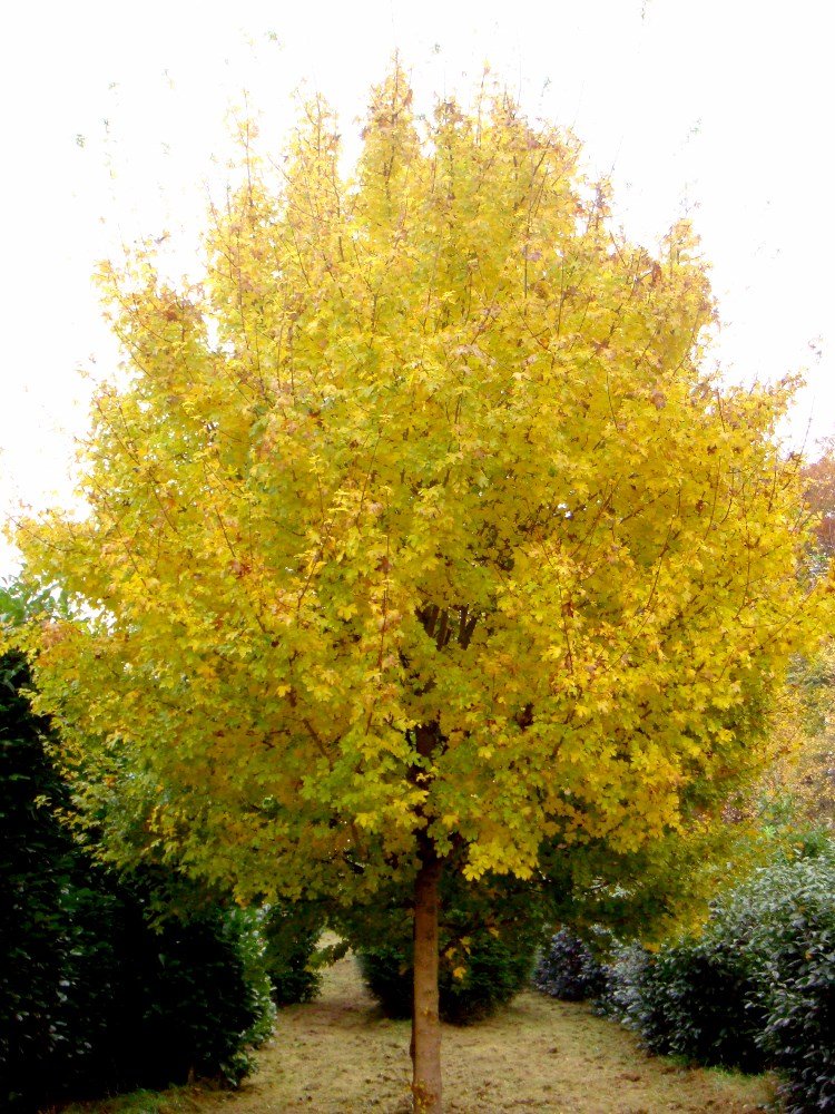10 Field Maple (Acer campestre) Seeds - JC Nursery