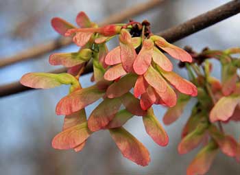 10 Field Maple (Acer campestre) Seeds - JC Nursery