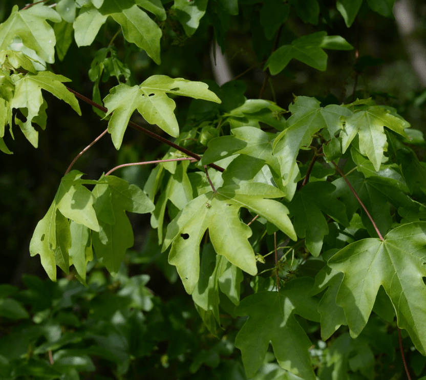 10 Field Maple (Acer campestre) Seeds - JC Nursery