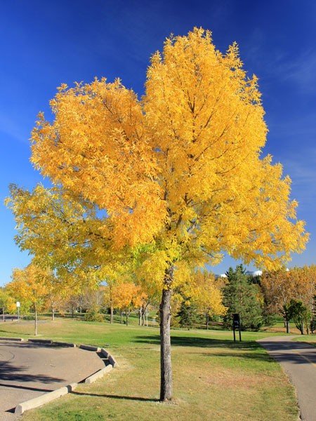 10 Green ash (Fraxinus pennsylvanica) Seeds - JC Nursery