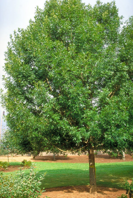 10 Green ash (Fraxinus pennsylvanica) Seeds - JC Nursery