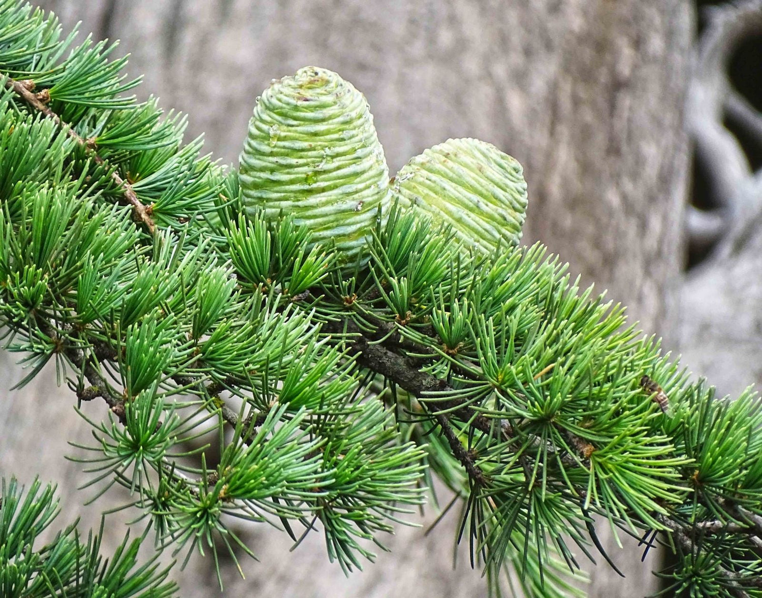 10 Himalayan Cedar (Cedrus deodara) Seeds - JC Nursery