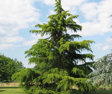 10 Himalayan Cedar (Cedrus deodara) Seeds - JC Nursery