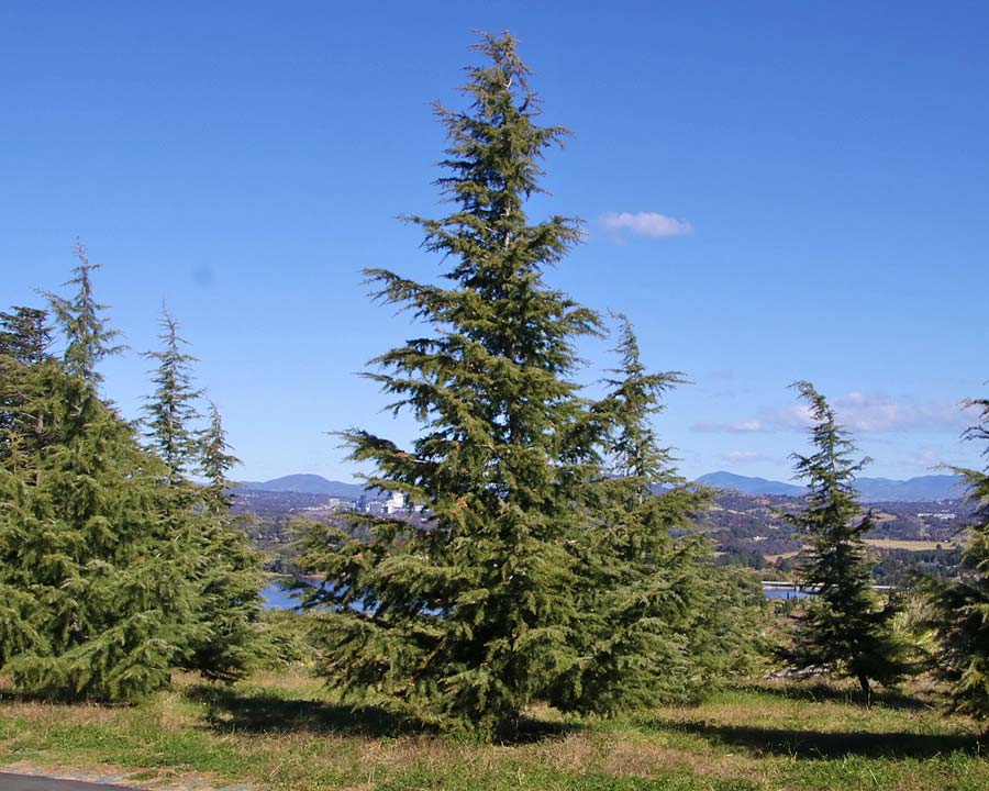 10 Himalayan Cedar (Cedrus deodara) Seeds - JC Nursery