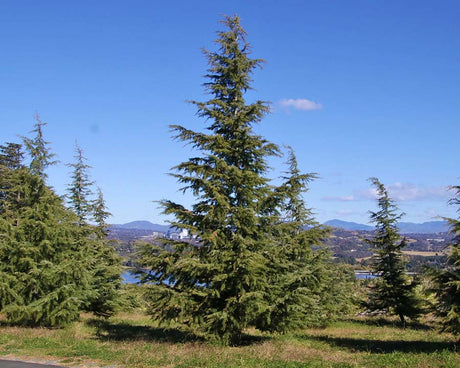 10 Himalayan Cedar (Cedrus deodara) Seeds - JC Nursery