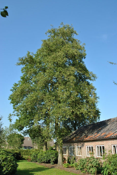 10 Italian Alder (Alnus cordata) Tree Seeds - JC Nursery