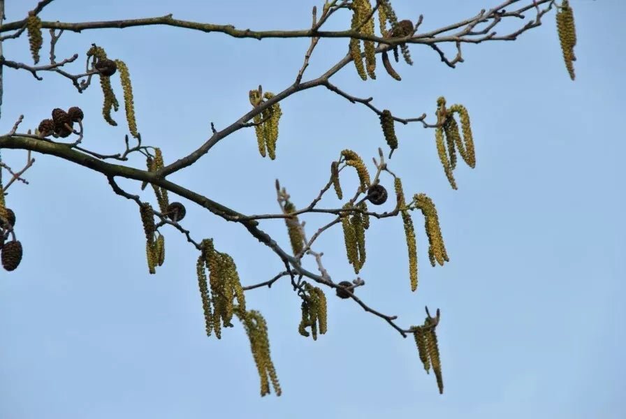10 Italian Alder (Alnus cordata) Tree Seeds - JC Nursery