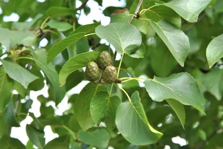 10 Italian Alder (Alnus cordata) Tree Seeds - JC Nursery