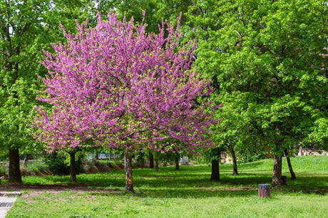 10 Judus Tree (Cercis siliquastrum rubra) Seeds - JC Nursery