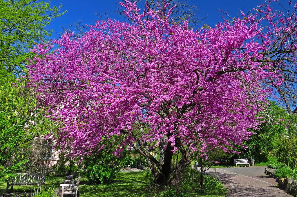 10 Judus Tree (Cercis siliquastrum rubra) Seeds - JC Nursery