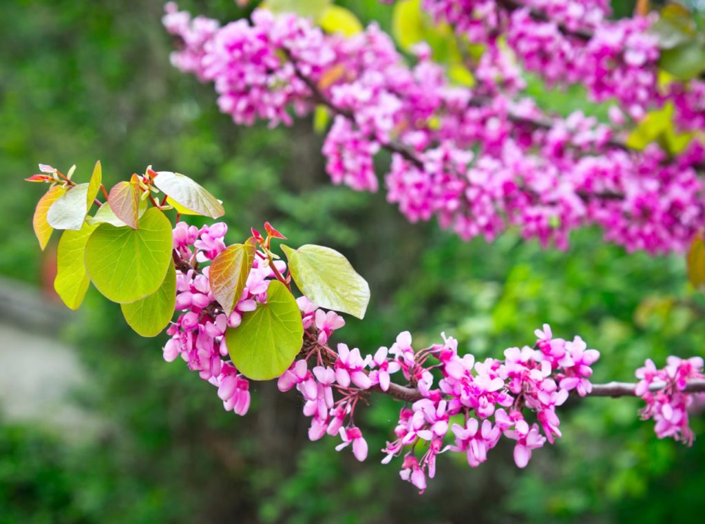 10 Judus Tree (Cercis siliquastrum rubra) Seeds - JC Nursery