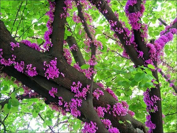 10 Judus Tree (Cercis siliquastrum rubra) Seeds - JC Nursery