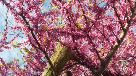 10 Judus Tree (Cercis siliquastrum rubra) Seeds - JC Nursery
