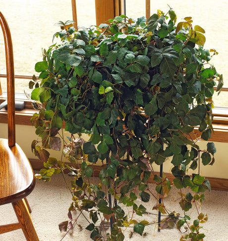 10 Oakleaf Ivy (Cissus rhombifolia) Seeds - JC Nursery