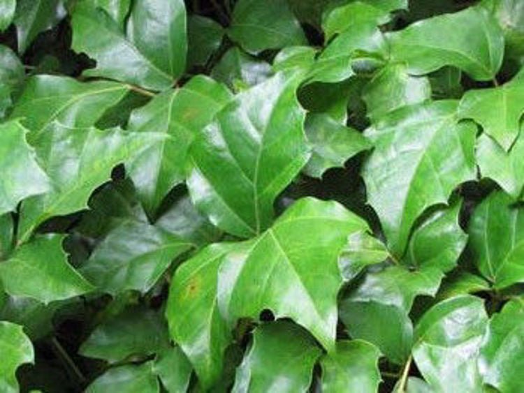 10 Oakleaf Ivy (Cissus rhombifolia) Seeds - JC Nursery