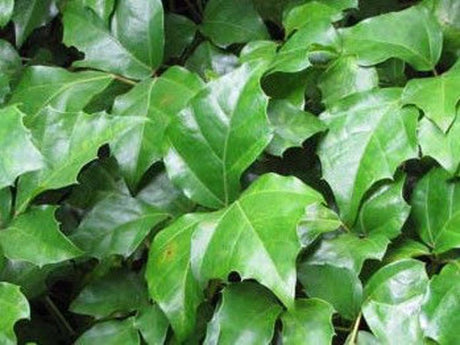 10 Oakleaf Ivy (Cissus rhombifolia) Seeds - JC Nursery
