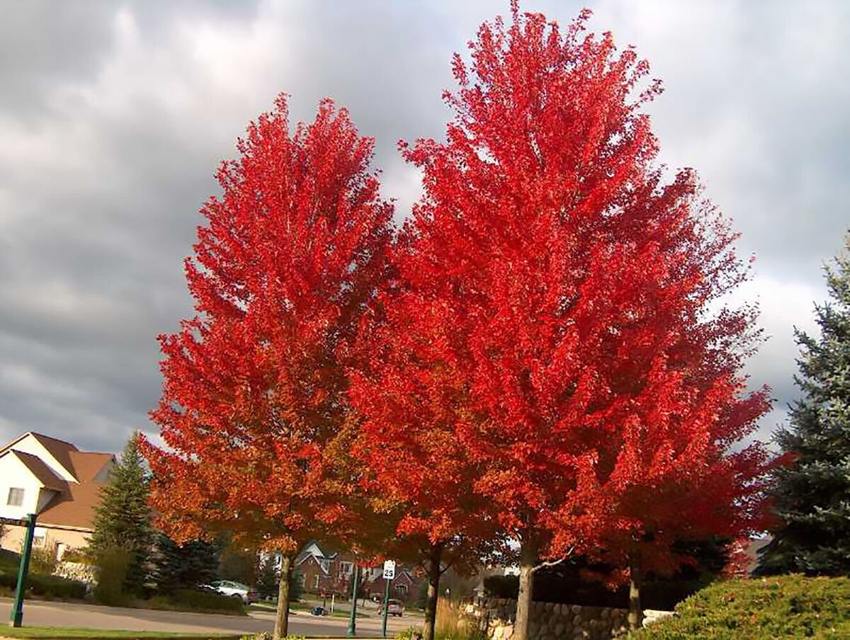 10 Red Maple (Acer rubrum) Seeds - JC Nursery