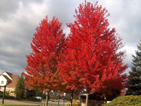 10 Red Maple (Acer rubrum) Seeds - JC Nursery