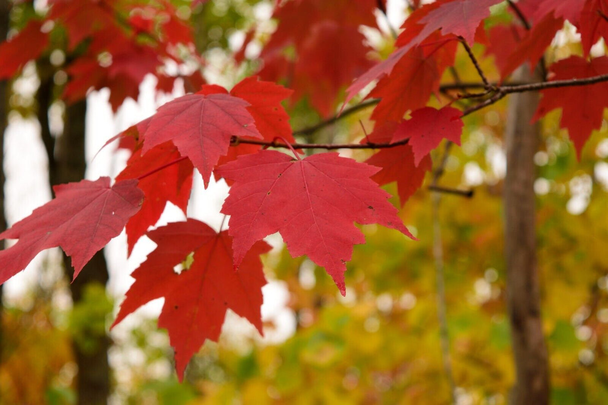 10 Red Maple (Acer rubrum) Seeds - JC Nursery