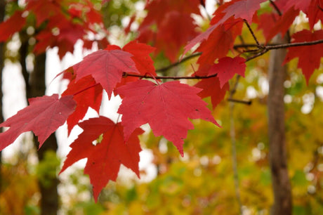 10 Red Maple (Acer rubrum) Seeds - JC Nursery
