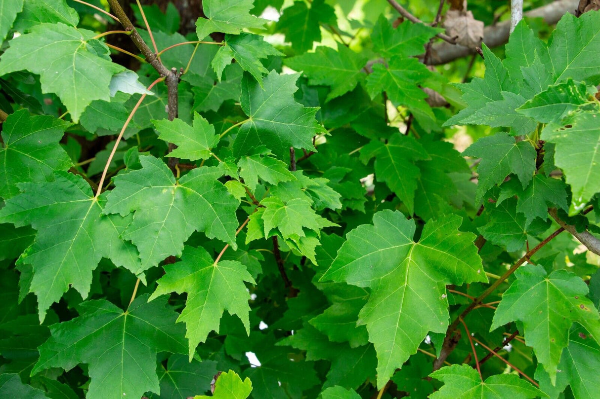 10 Red Maple (Acer rubrum) Seeds - JC Nursery