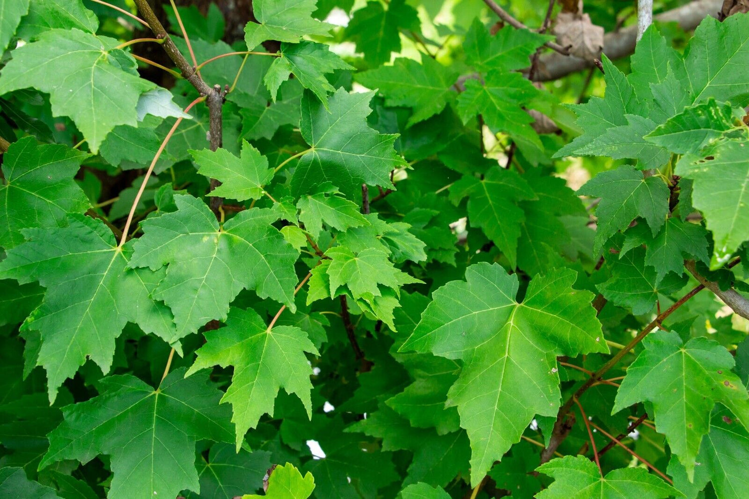 10 Red Maple (Acer rubrum) Seeds - JC Nursery