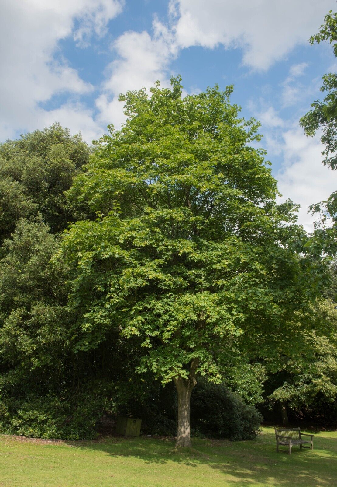 10 Red Maple (Acer rubrum) Seeds - JC Nursery