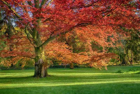 10 Red Oak (Quercus rubra) Tree Seeds - JC Nursery