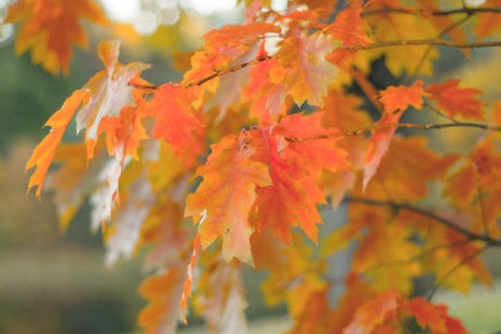 10 Red Oak (Quercus rubra) Tree Seeds - JC Nursery