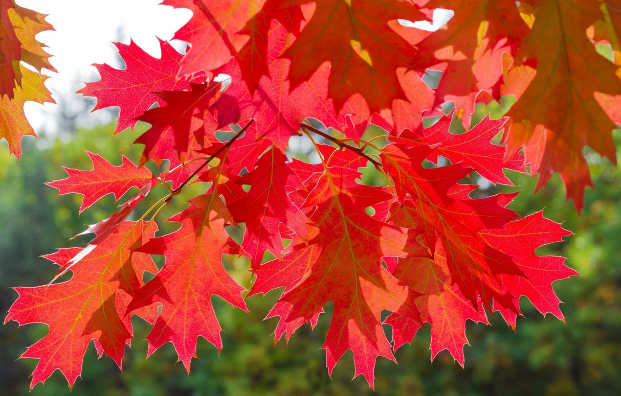 10 Red Oak (Quercus rubra) Tree Seeds - JC Nursery
