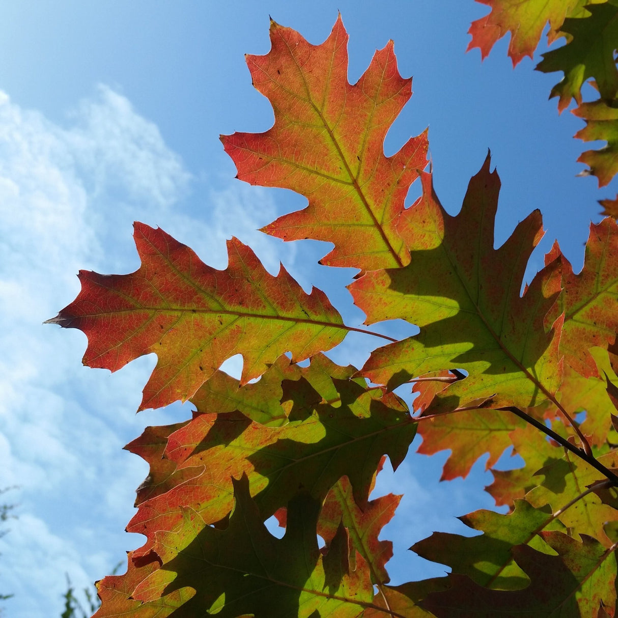 10 Red Oak (Quercus rubra) Tree Seeds - JC Nursery
