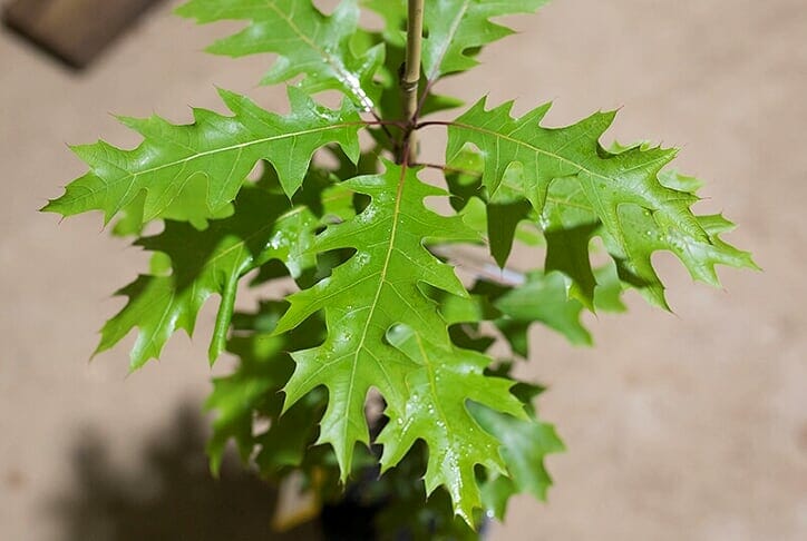 10 Scarlet Oak (Quercus coccinea) Tree Seeds - JC Nursery