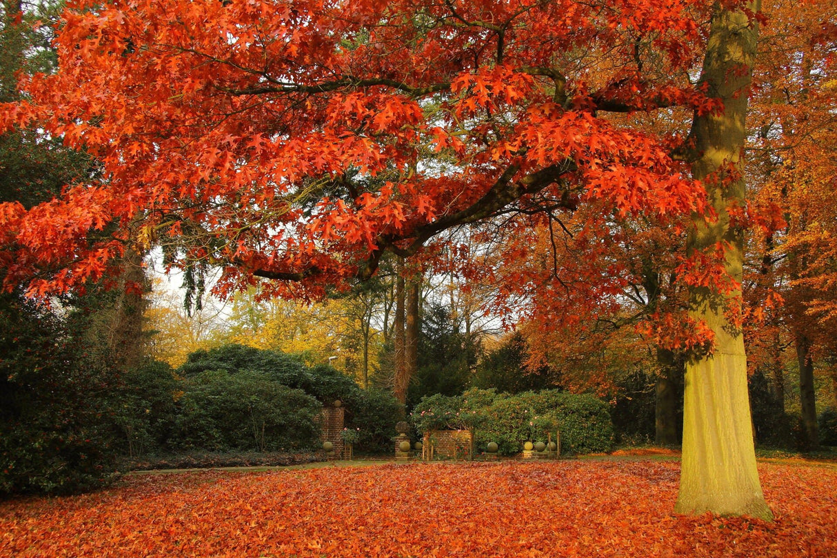 10 Scarlet Oak (Quercus coccinea) Tree Seeds - JC Nursery