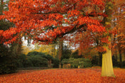 10 Scarlet Oak (Quercus coccinea) Tree Seeds - JC Nursery