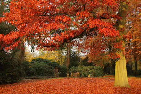 10 Scarlet Oak (Quercus coccinea) Tree Seeds - JC Nursery