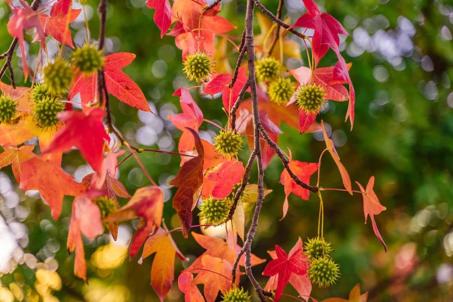 10 Scarlet Oak (Quercus coccinea) Tree Seeds - JC Nursery