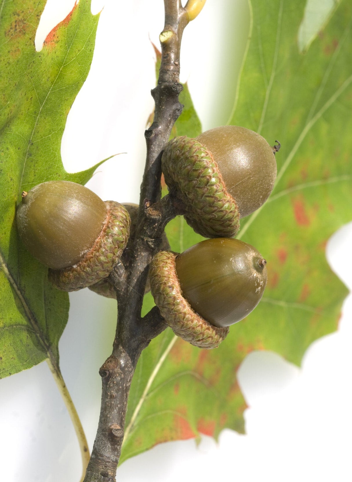 10 Scarlet Oak (Quercus coccinea) Tree Seeds - JC Nursery