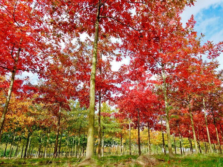 10 Scarlet Oak (Quercus coccinea) Tree Seeds - JC Nursery