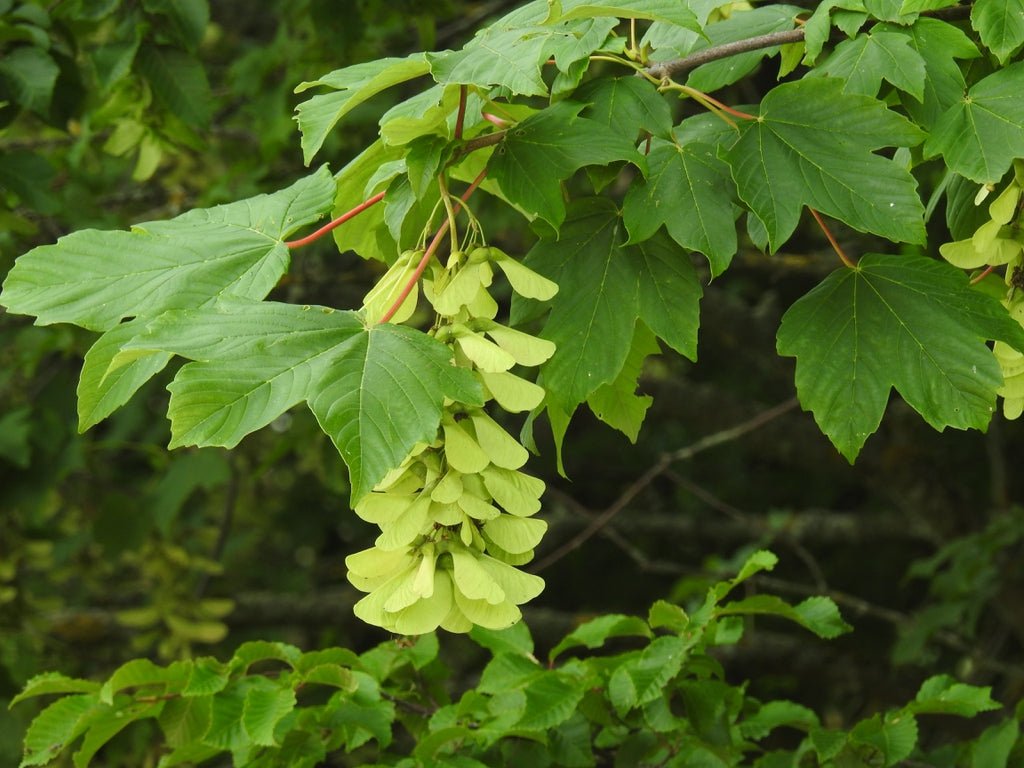 10 Sycamore Maple (Acer pseudoplatanus) Seeds - JC Nursery