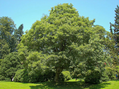 10 Sycamore Maple (Acer pseudoplatanus) Seeds - JC Nursery