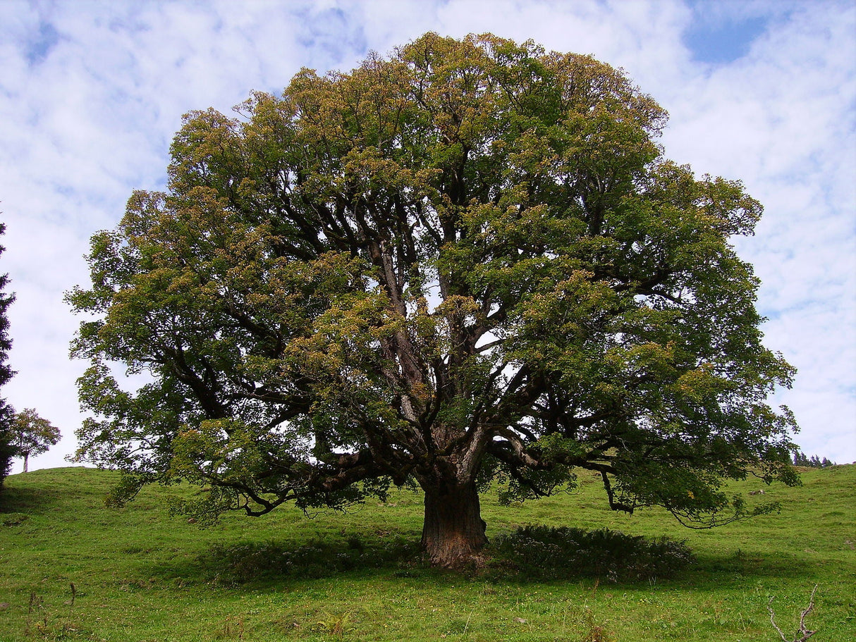 10 Sycamore Maple (Acer pseudoplatanus) Seeds - JC Nursery