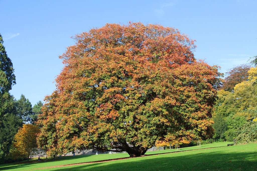 10 Sycamore Maple (Acer pseudoplatanus) Seeds - JC Nursery
