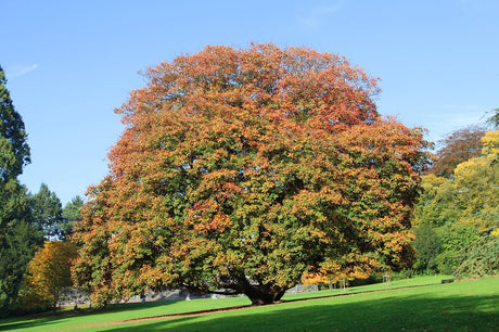 10 Sycamore Maple (Acer pseudoplatanus) Seeds - JC Nursery
