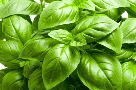 100 Basil Italian Seeds - JC Nursery