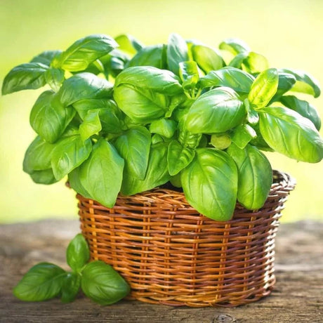 100 Basil Italian Seeds - JC Nursery