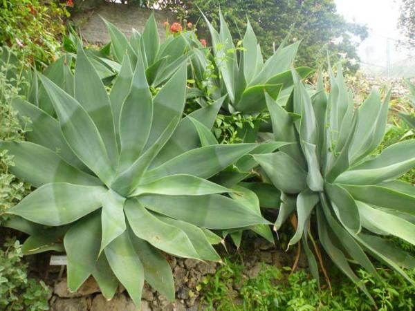 12 Foxtail Agave (Agave attenuata) Seeds - JC Nursery
