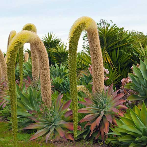 12 Foxtail Agave (Agave attenuata) Seeds - JC Nursery
