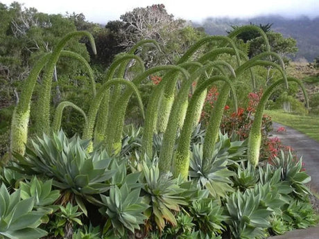 12 Foxtail Agave (Agave attenuata) Seeds - JC Nursery