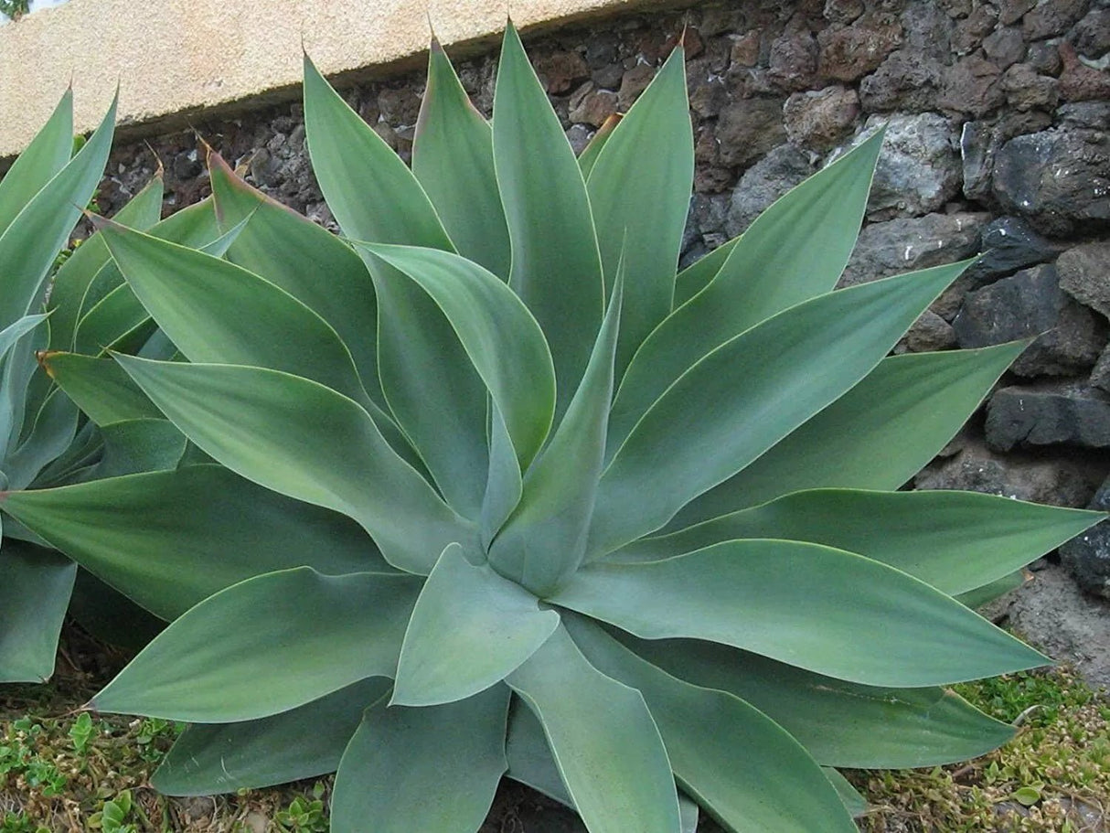 12 Foxtail Agave (Agave attenuata) Seeds - JC Nursery